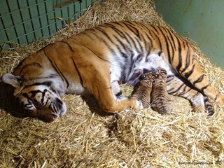 Illustration for article titled ZOMG BABY SUMATRAN TIGERS!!!